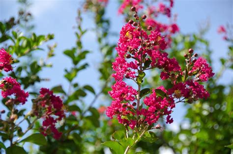 SEEDS == 20 Seeds -Crepe Myrtle red- fuschia Blooms- Small Tropical Tree Shrub- Zones 8+ OR ...