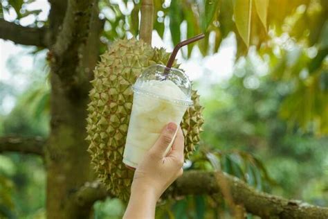 Durian Smoothie Stock Photos, Images and Backgrounds for Free Download