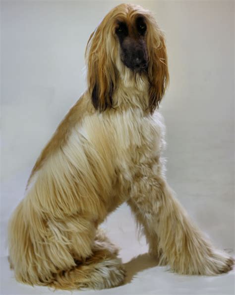 Afghan Hound Dog: Origin, Characteristics, Lifespan