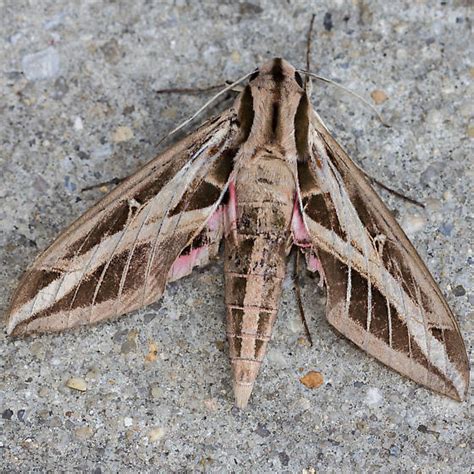 Banded Sphinx Moth Hodges 7865 Eumorpha Fasciatus Bugguidenet