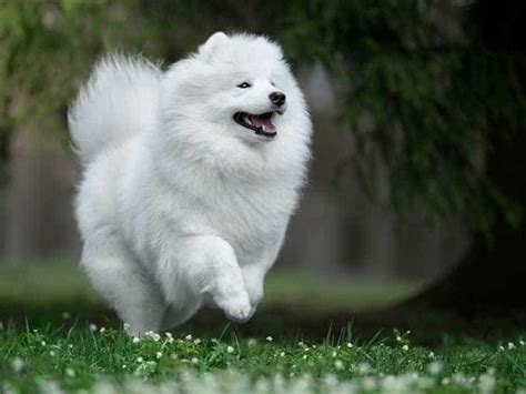 Chó Samoyed Giống Chó Tuyết Trắng Xinh Đẹp Nhất