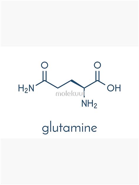 "Glutamine (l-glutamine, Gln, Q) amino acid molecule. Skeletal formula ...