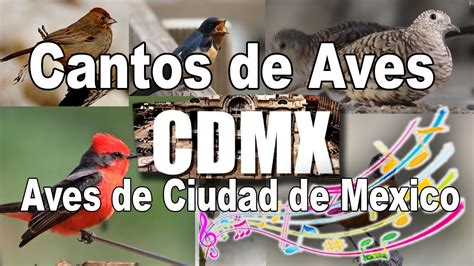 Cantos de Aves de Ciudad de México y sus nombres de especie YouTube