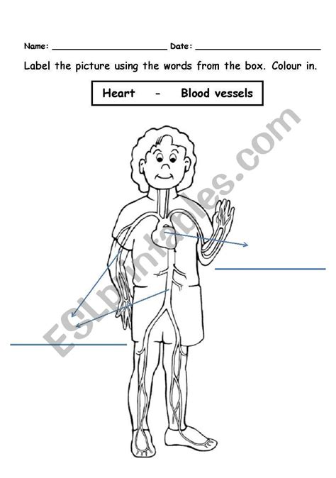 Circulatory System ESL Worksheet By MBRQ