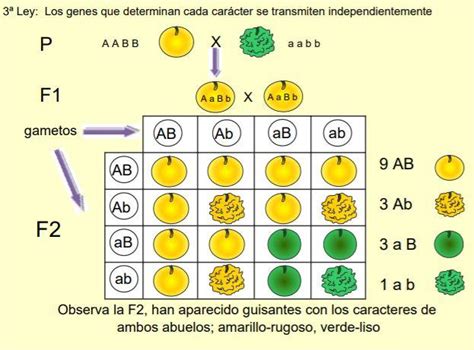 Las Aportaciones De Gregor Mendel A La Biología