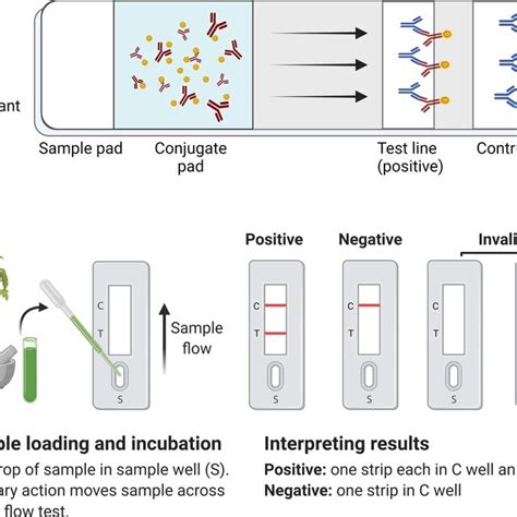 Schematic Diagram Of The Lateral Flow Immune Assay Lfia A