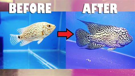 Flowerhorn Fish Step By Step Pertumbuhan Ikan Louhan Youtube