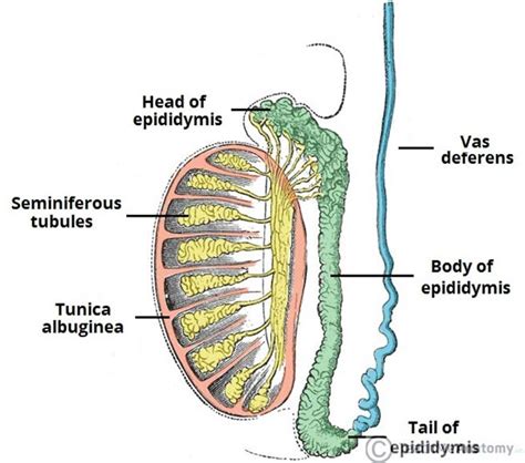 Anatomy Of The Testicle Rcemlearning