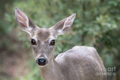 Doe Eyes Photograph by Lisa Manifold