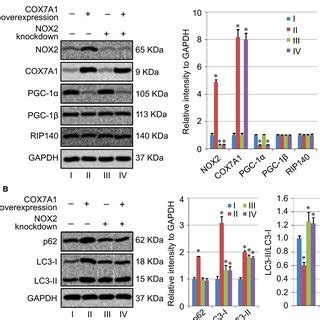 The Overexpression Of COX7A1 Suppressed Cell Viability And Promoted