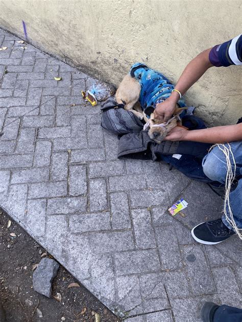 Fundación Toby on Twitter RT animalipeludos Ayuda por favor Esta