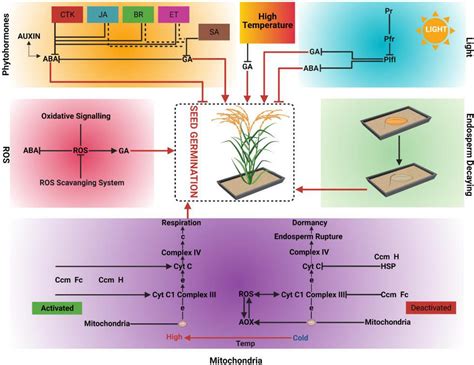 Frontiers Roles Of Reactive Oxygen Species And Mitochondria In Seed