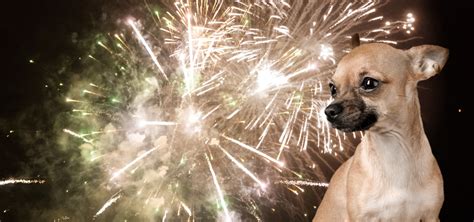 Calmeze A Stress Free Solution For Your Pet During Fireworks Season