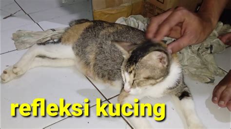 Kucingnya Lagi Di Pijat Refleksi Dulu Biar Seger Badanya YouTube