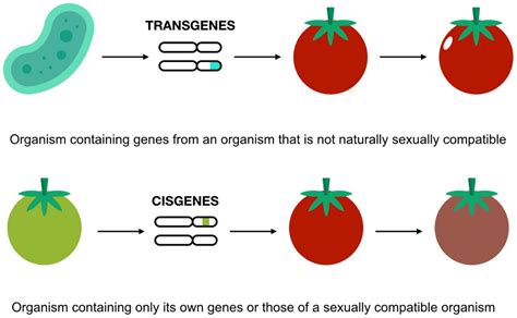 Applied Sciences Free Full Text Myths And Realities About Genetically Modified Food A Risk