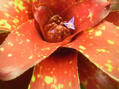 Plants Are The Strangest People Random Plant Event Neoregelia