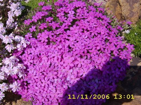 Dwergvlambloem Phlox Douglasii Crackerjack Planten Online Kopen