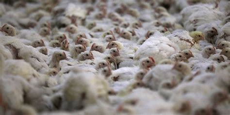 South Africa Reports 2 Outbreaks Of Bird Flu In Poultry According To World Organization For