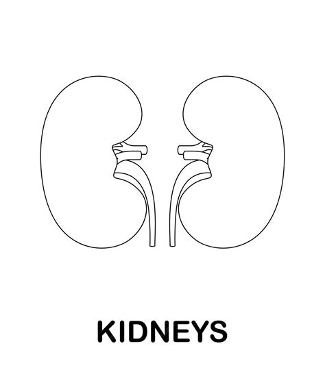 Premium Vector | Coloring page with Kidneys for kids