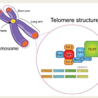 PDF Biologic Function And Clinical Potential Of Telomerase And