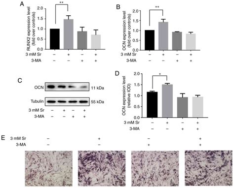 Strontium Promotes Osteogenic Differentiation By Activating Autophagy