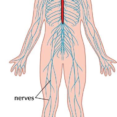 Human nerves system. | Download Scientific Diagram