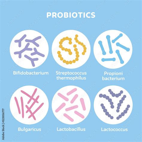 Probiotics Bacteria Set Gut Microbiota With Healthy Prebiotic Bacillus