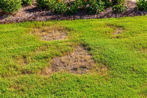 6 DIY Treatments to Get Rid of Leatherjacket Larvae in Lawns