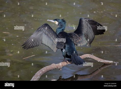 Great Cormorant Phalacrocorax Carbo Also Known As The Great Black