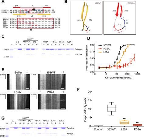 Figures And Data In Motility And Microtubule Depolymerization