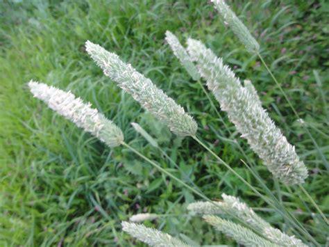 Phalaris Aquatica Aq1 In Bloom The Ethnobotanical Garden Shroomery