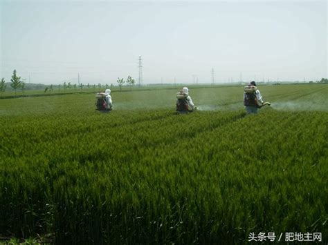 微生物肥料好處知多少？ 每日頭條