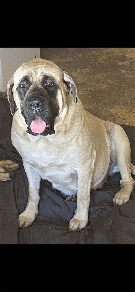 Pedigree English Mastiff Puppies For Sale