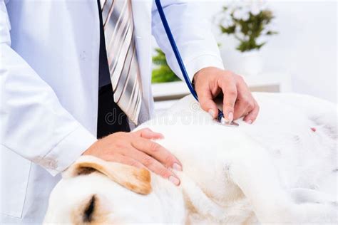 Vet Checks The Health Of A Cat Stock Photo Image Of Health Person