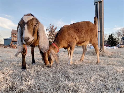 What is Regenerative Agriculture?