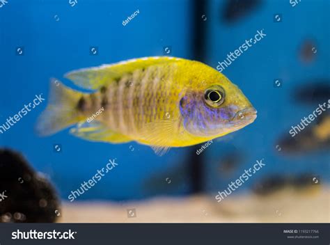 Yellow Malawi Cichlids