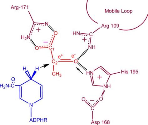 Structural Transformations In The Dynamics Of Michaelis Complex