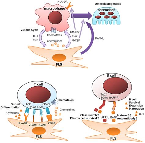 Frontiers Regulation Of Immune Responses And Chronic Inflammation By Fibroblast Like Synoviocytes