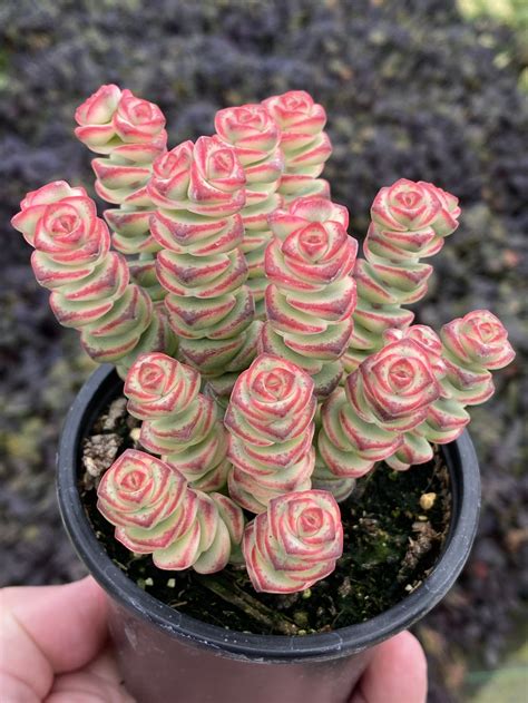 Crassula Coastal Coral Ppaf Garden Solutions