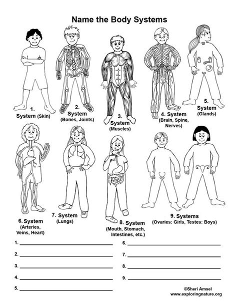 Diagram Of The Human Body Labeling Body Systems Body Systems