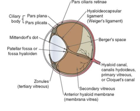 Vitreous Flashcards Quizlet