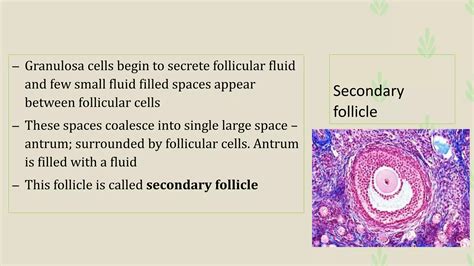 Anatomy Histology Of Ovary And Oogenesis PPT