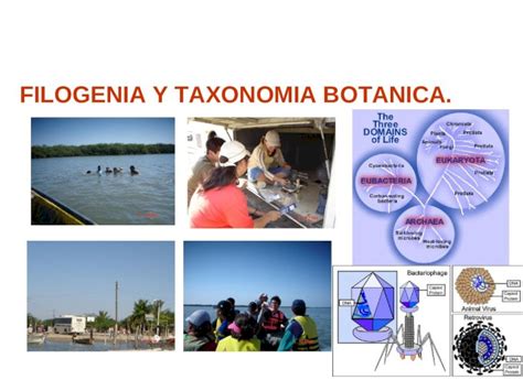 Ppt Filogenia Y Taxonomia Botanica Filogenia Es La Ciencia Que