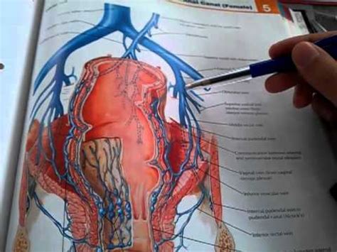 96. External, internal and common iliac veins - YouTube