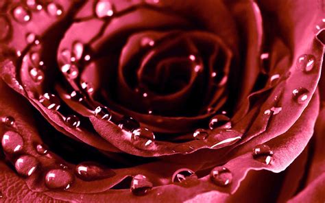 🔥 Download Rose HD Wallpaper by @robinp93 | Latest Wallpapers Hd ...