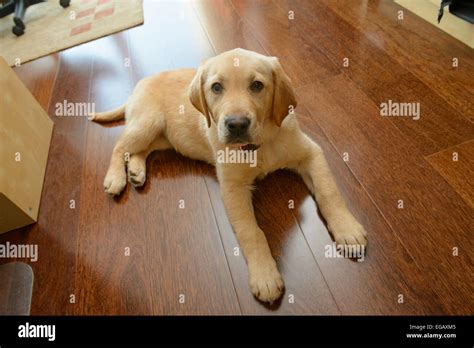 Recklessly Yellow Lab Golden Retriever Mix Puppy