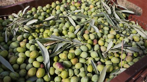 Dünyada en çok zeytin üreten ülkeler belli oldu Bakın Türkiye kaçıncı