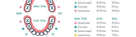 toddler-teeth-chart - Surfside Kids Dental and Orthodontics | Pediatric ...