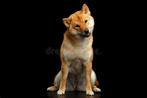 Shiba Inu Dog Isolated Black Background Stock Image Image Of Friend