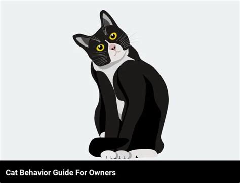 Understanding Feline Behavior: A Guide For Cat Owners - AtractivoPets